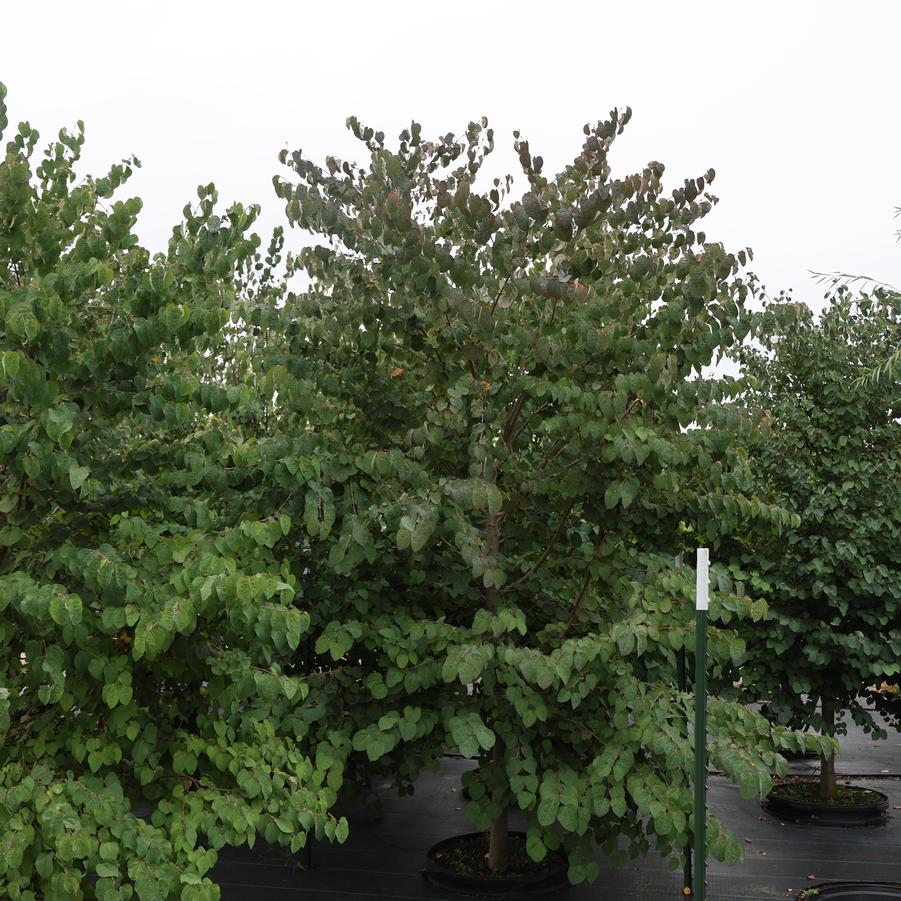 Cercidiphyllum japonicum 