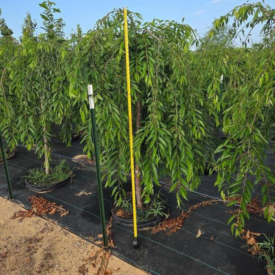 Prunus subhirtella var. pendula 