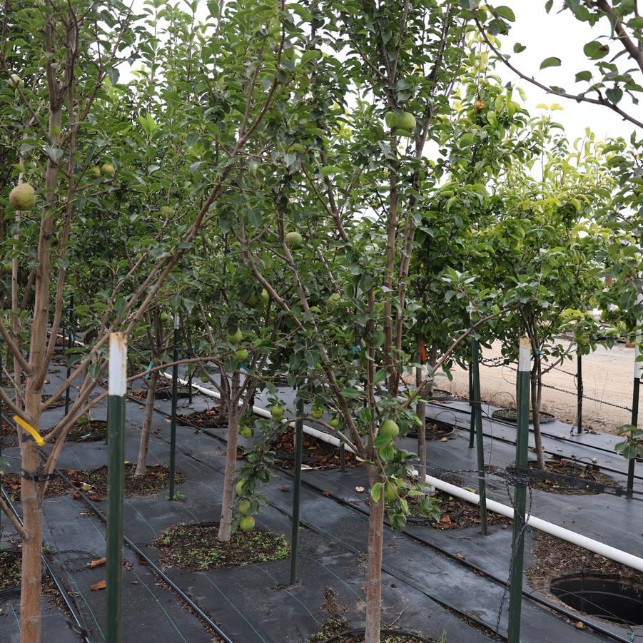 Pyrus communis Kieffer