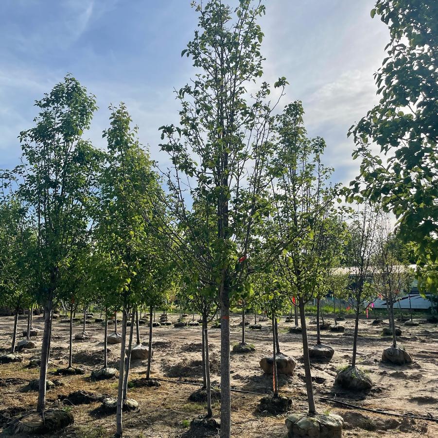 Pyrus calleryana Cleveland Select