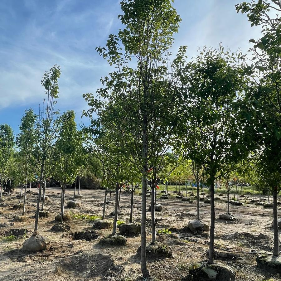 Pyrus calleryana Cleveland Select