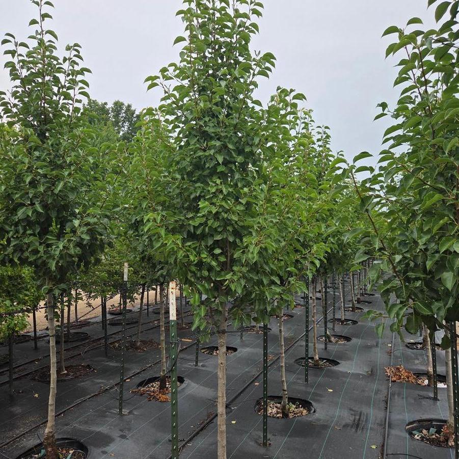 Pyrus calleryana Cleveland Select