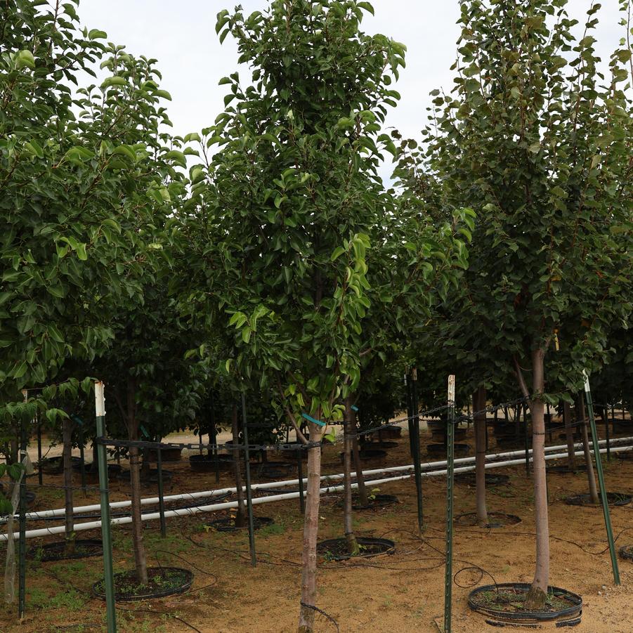 Pyrus calleryana Cleveland Select