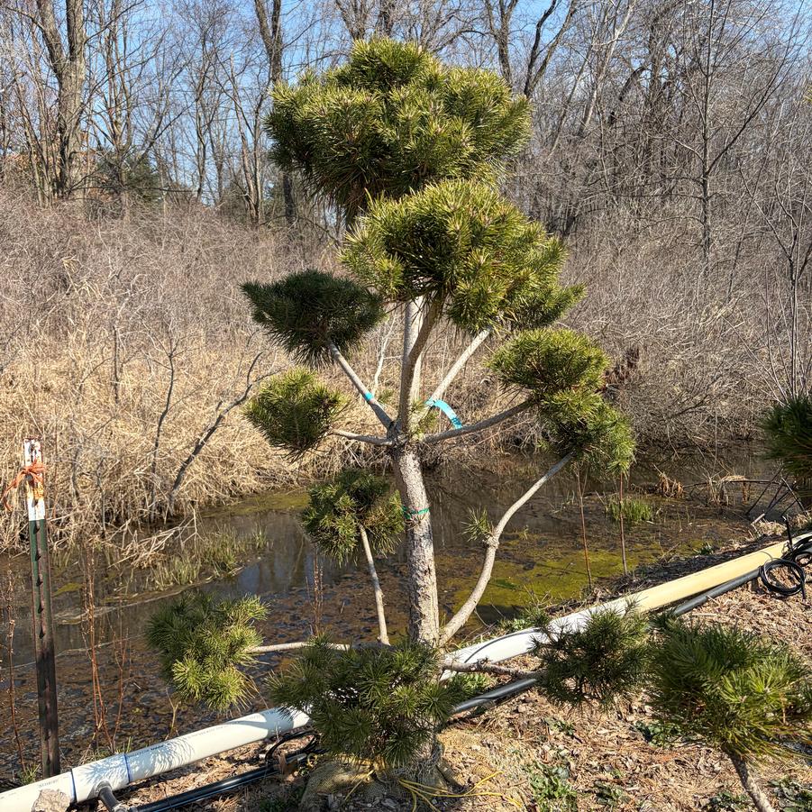 Pinus Sylvesteris Pom Pom
