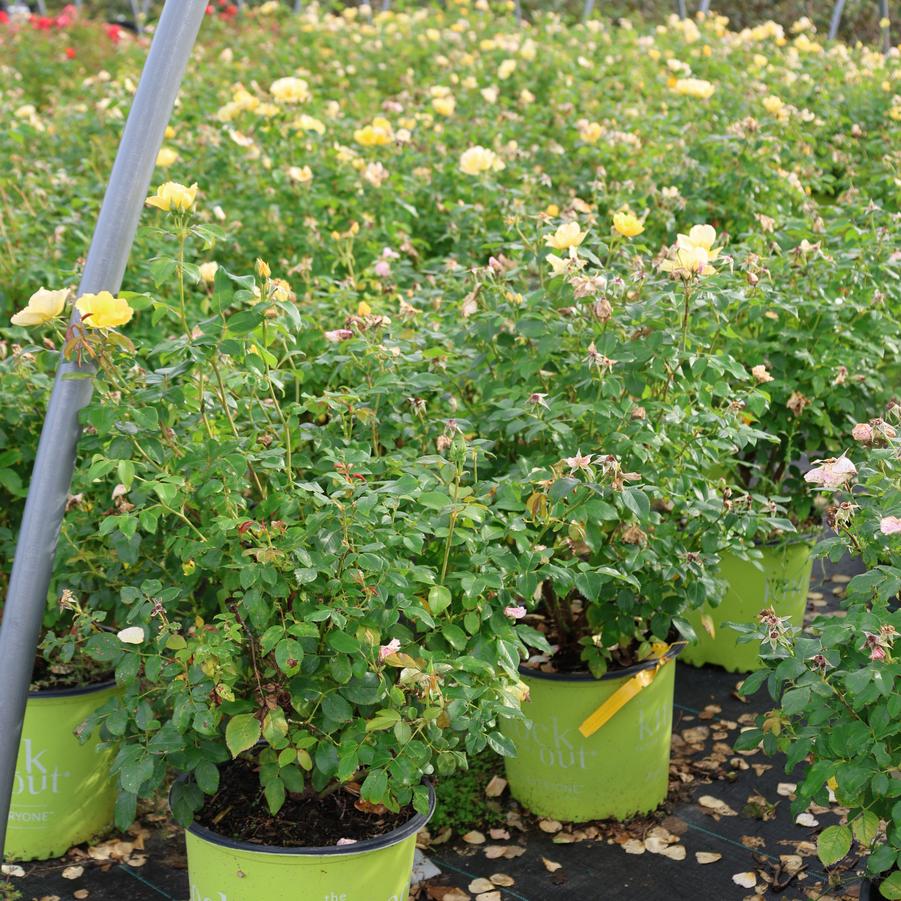 Rosa Knock Out&reg; Easy Bee-zy&trade;