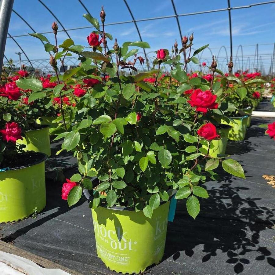 Rosa Oso Easy Double Red&reg;