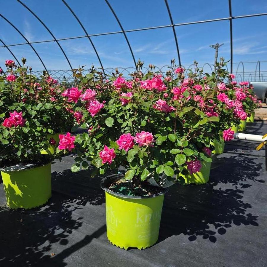 Rosa Oso Easy&reg; Double Pink