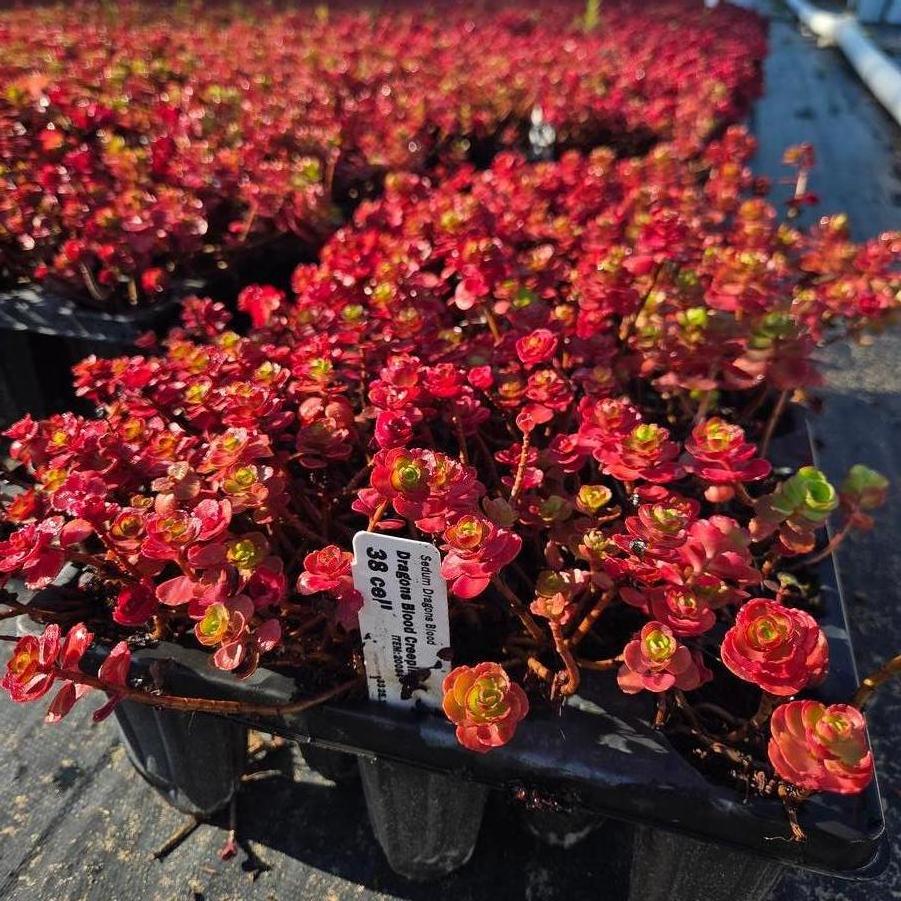 Sedum spurium Dragon's Blood (Roseum)
