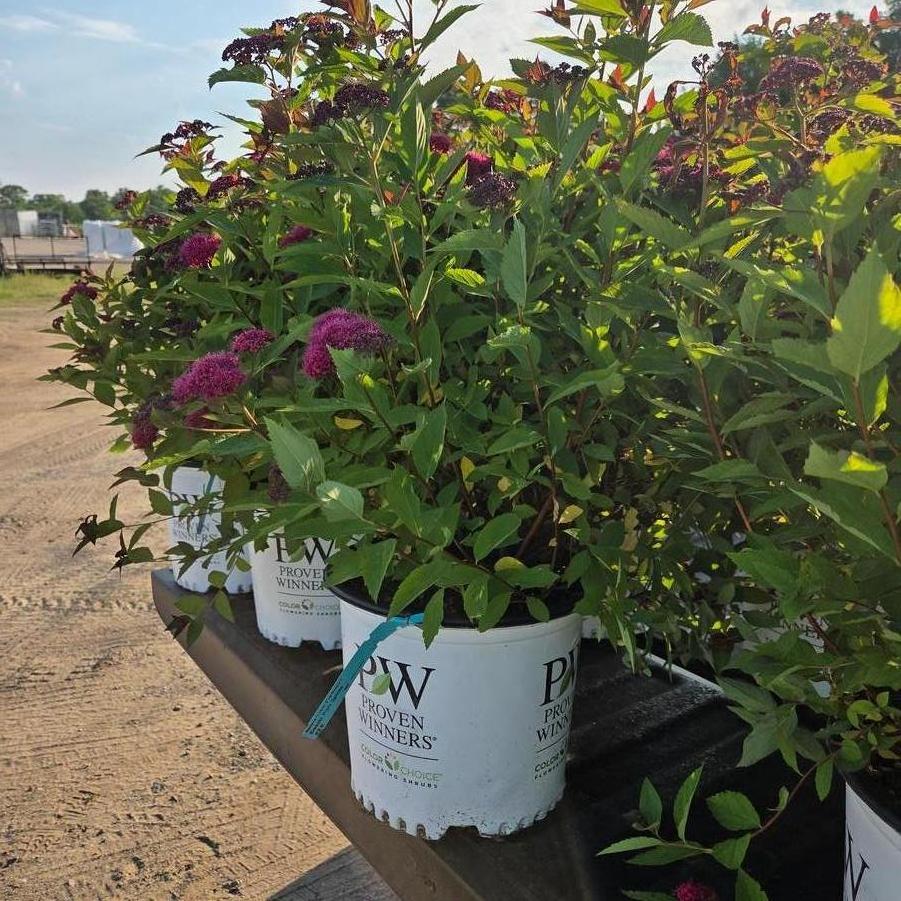 Spiraea Double Play Doozie&reg;