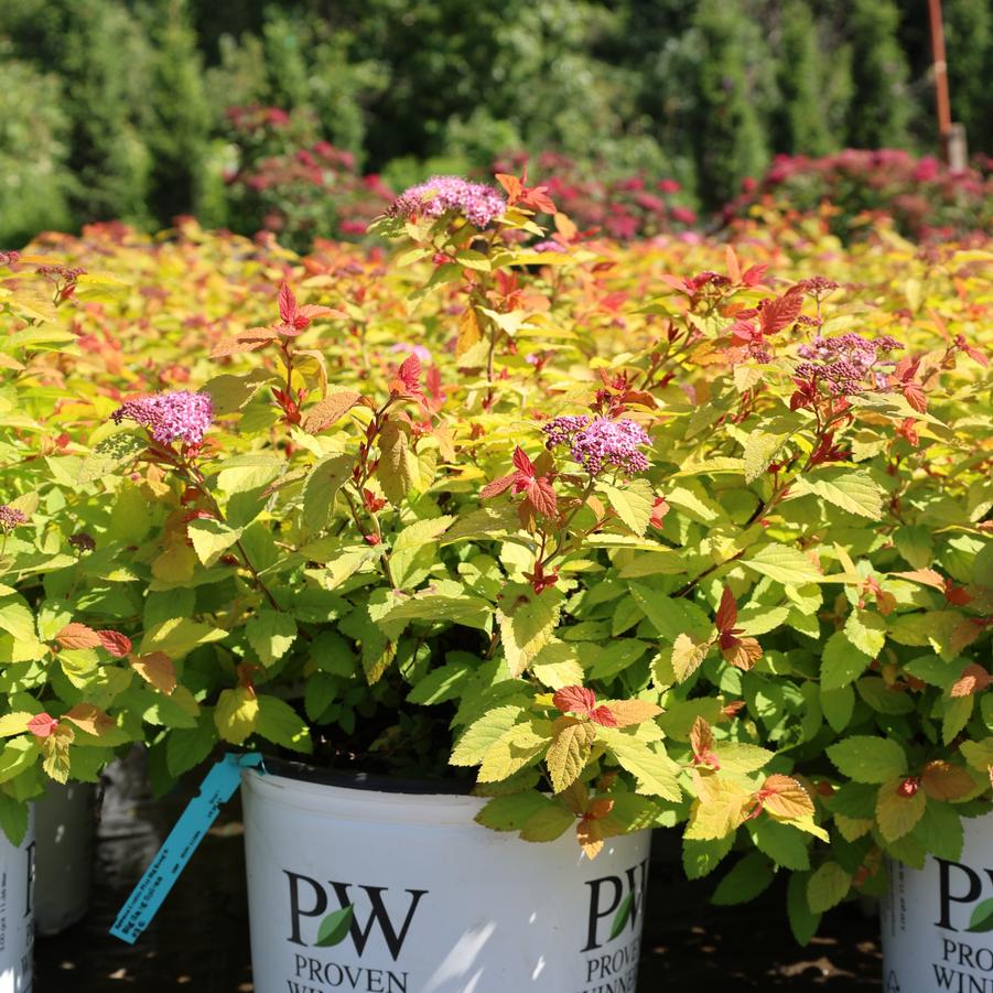 Spiraea Double Play Big Bang&reg;