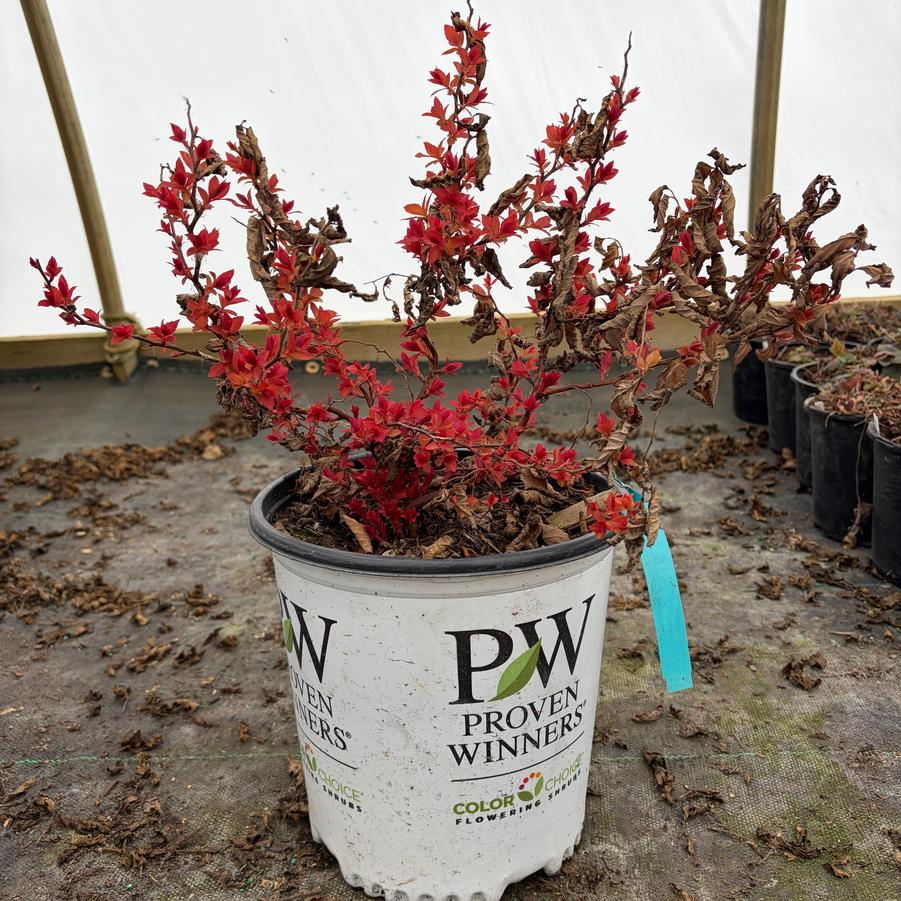 Spiraea japonica Double Play&reg; Candy Corn&reg;