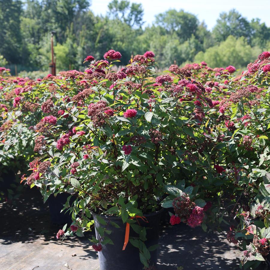 Spiraea Double Play Doozie&reg;