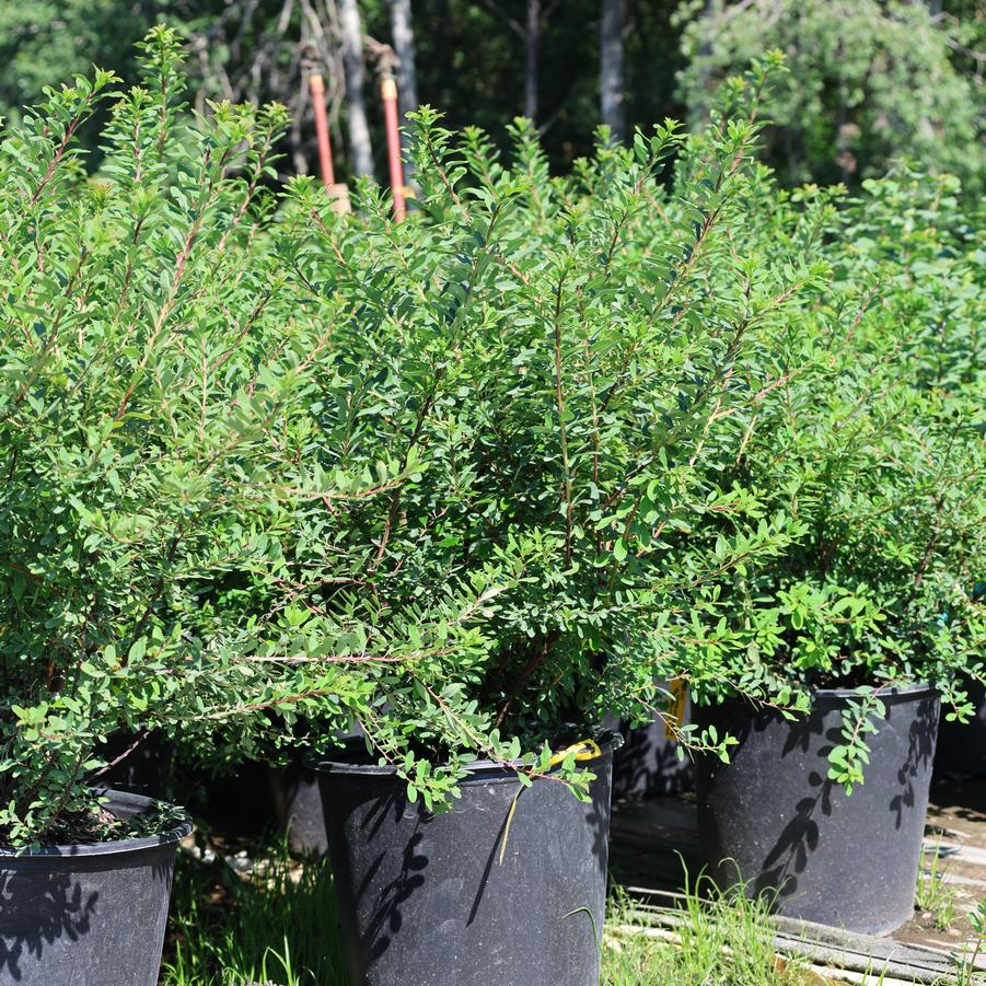 Spiraea nipponica Snowmound