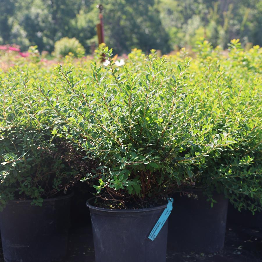 Spiraea nipponica Snowmound