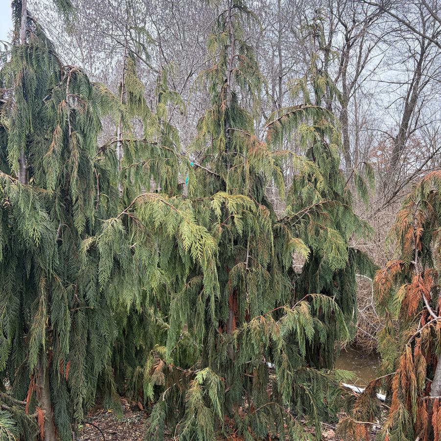 Chamaecyparis nootkatensis Glauca Pendula