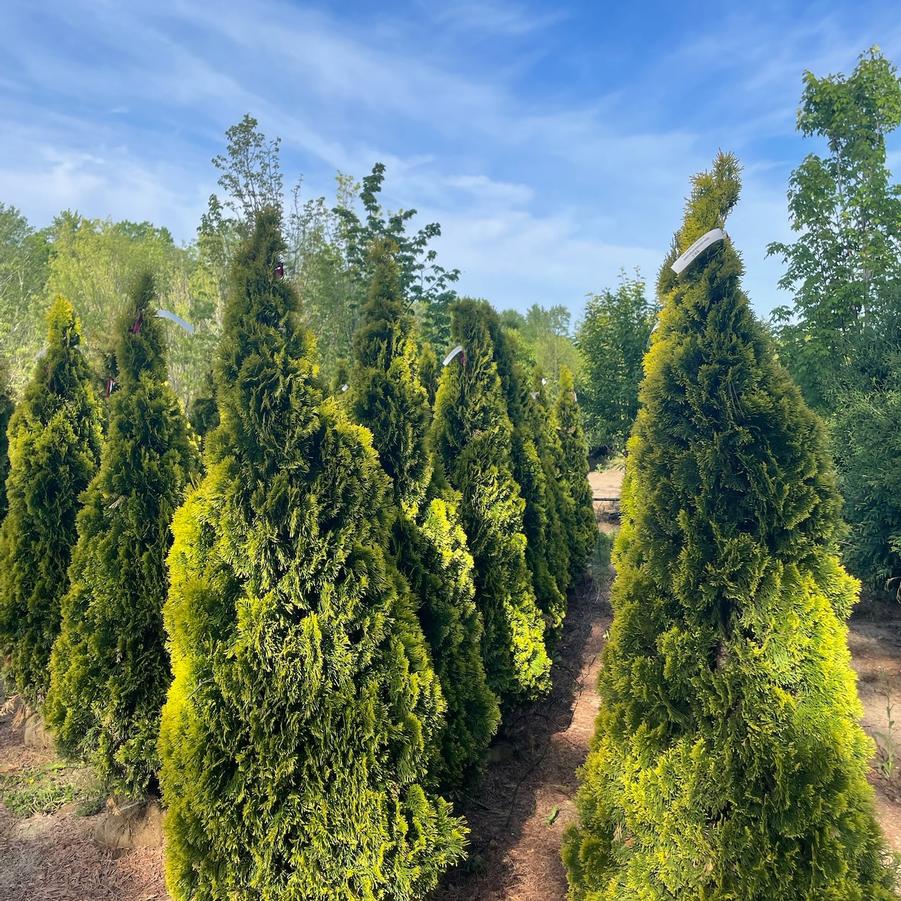 Thuja occidentalis Highlights&trade; Janed Gold