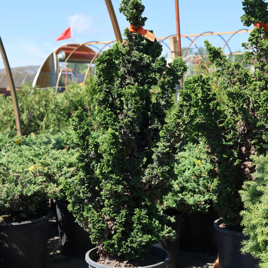 Thuja occidentalis Primo&reg;