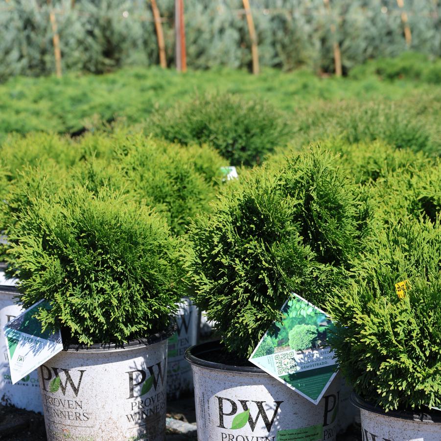 Thuja occidentalis Tater Tot&reg;