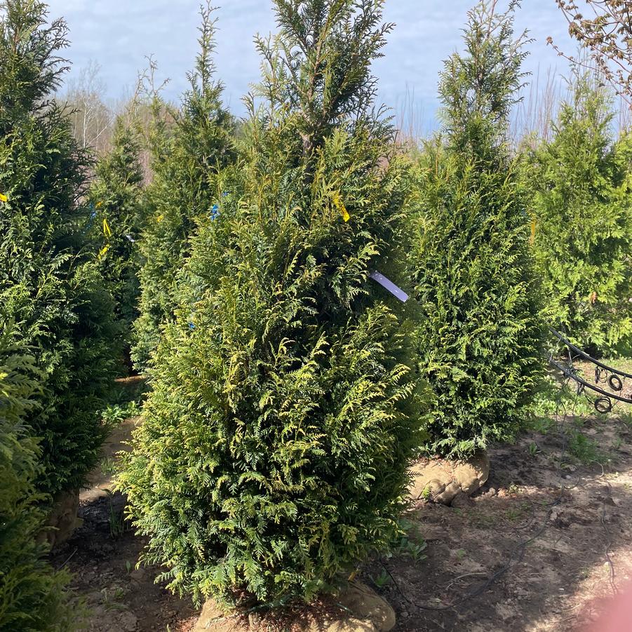 Thuja plicata Northern Spire