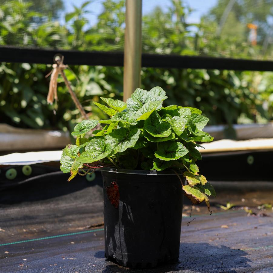 Tiarella cordifolia Brandywine