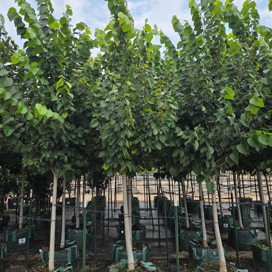 Tilia americana Boulevard