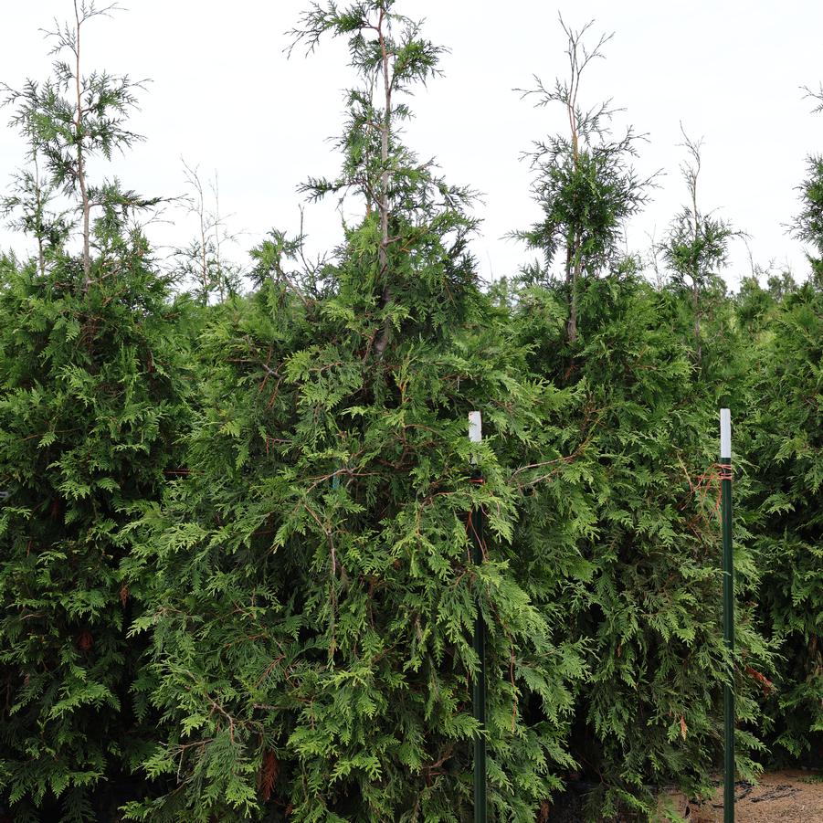 Thuja Green Giant