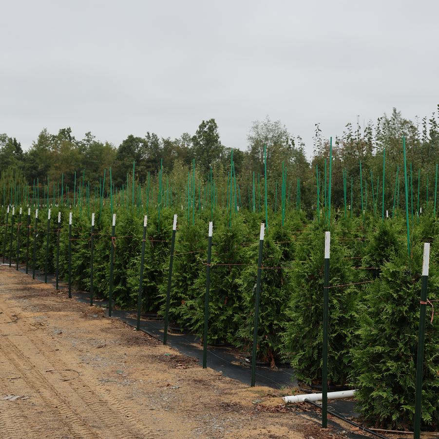Thuja Green Giant