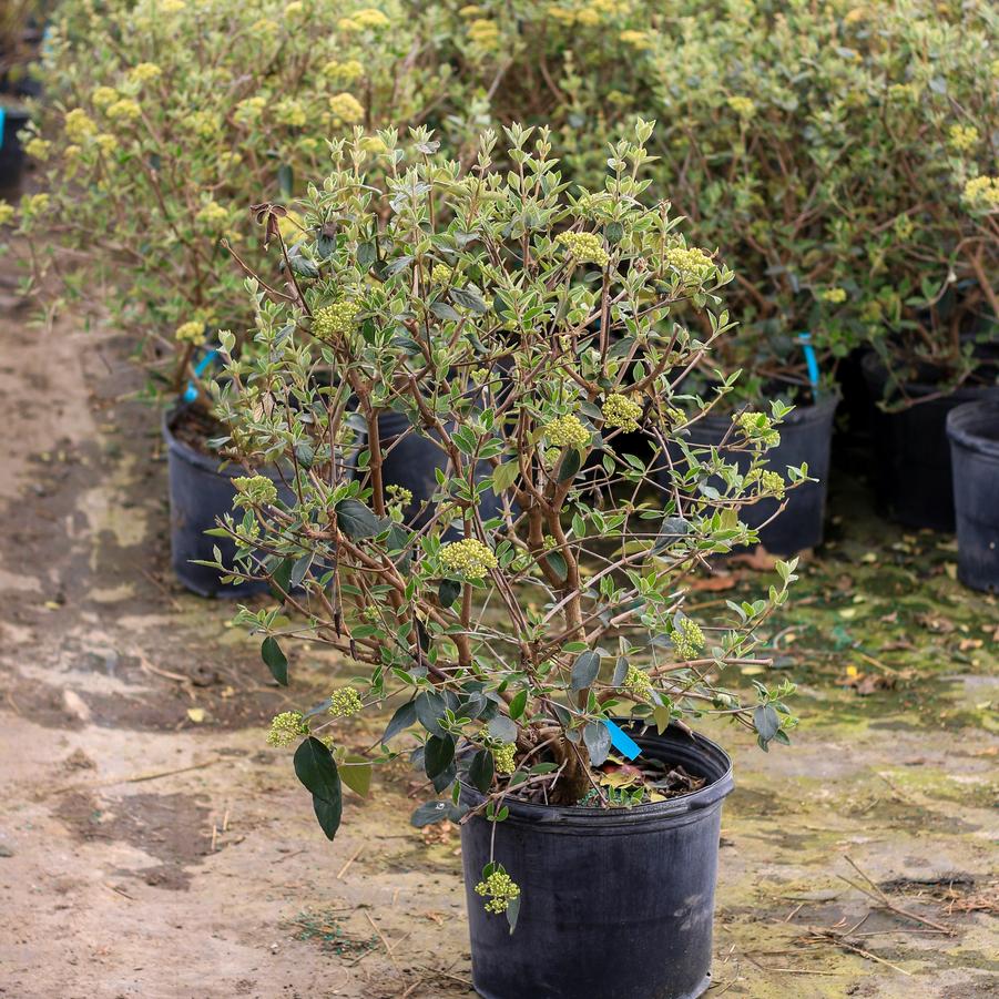 Viburnum x burkwoodii 