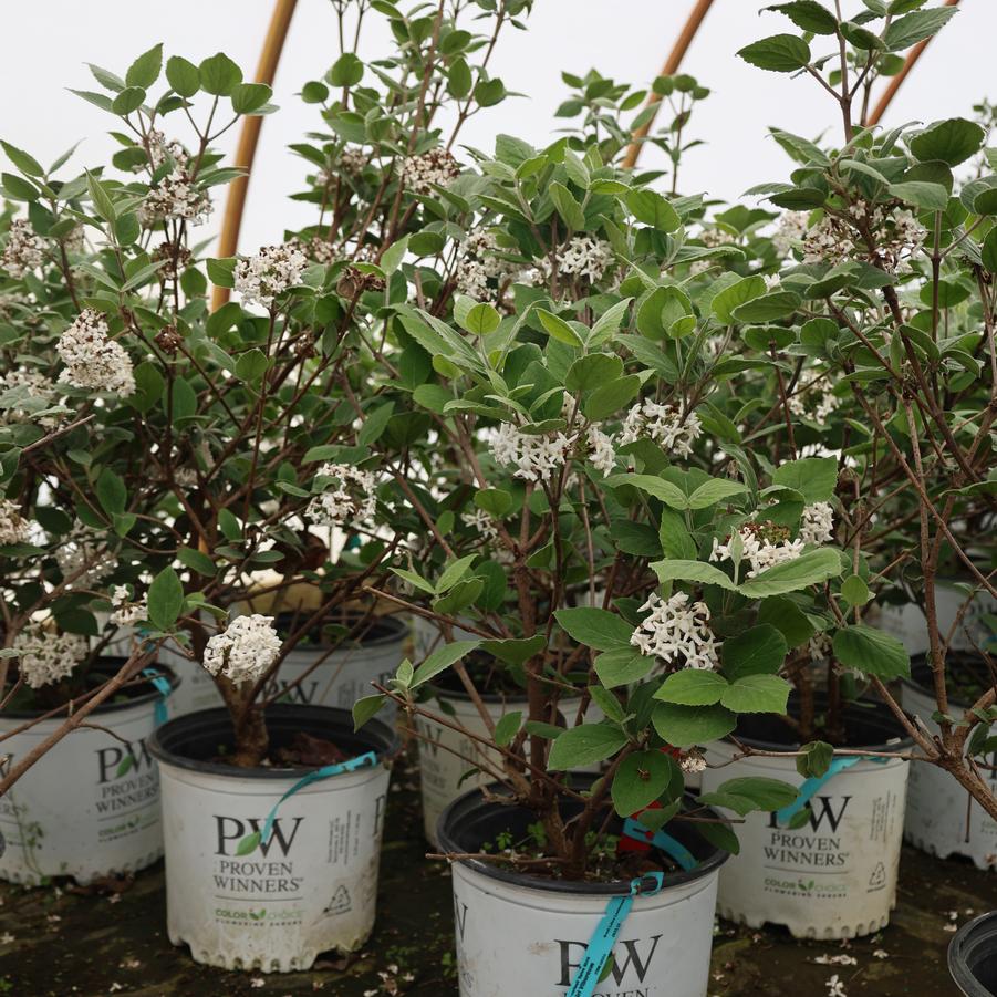 Viburnum carlesii Spice Girl&reg;