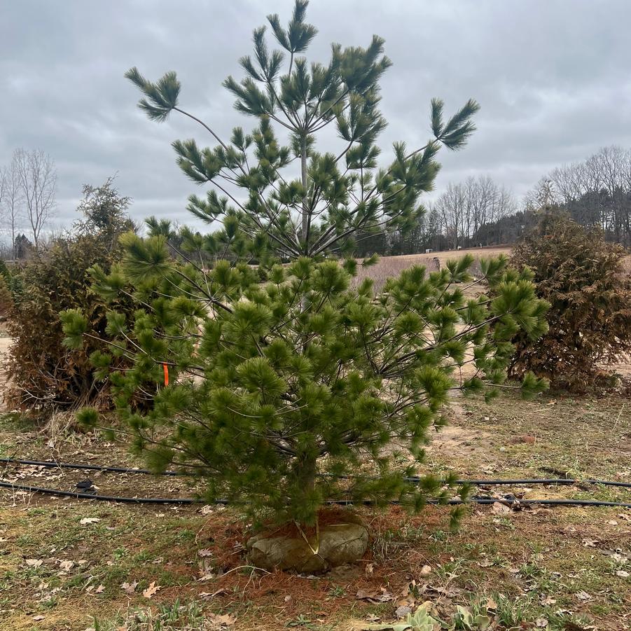 Pinus Strobus 'Natural'