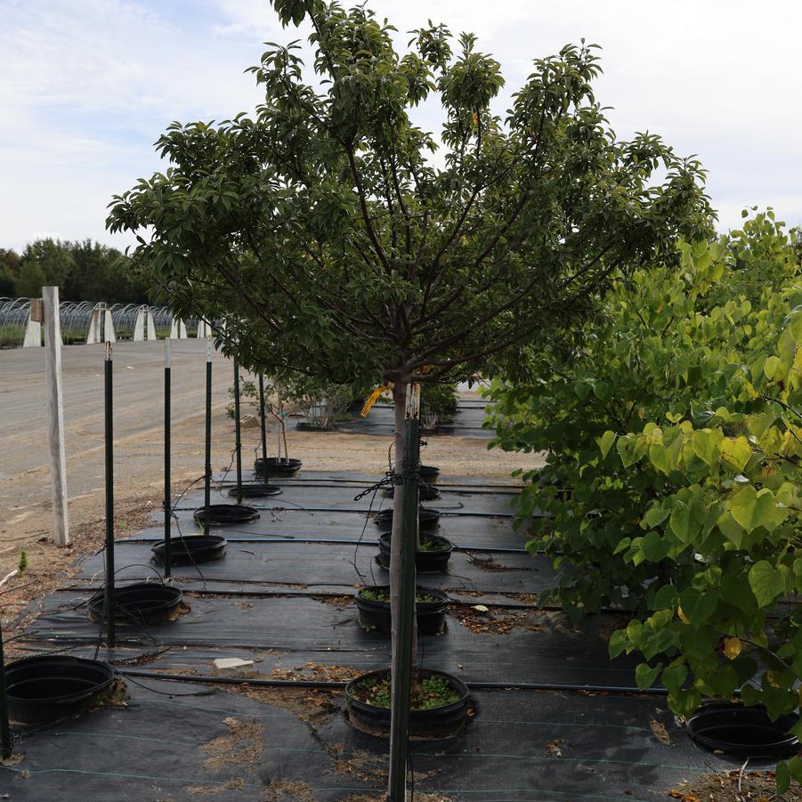 Malus 'Coralcole'