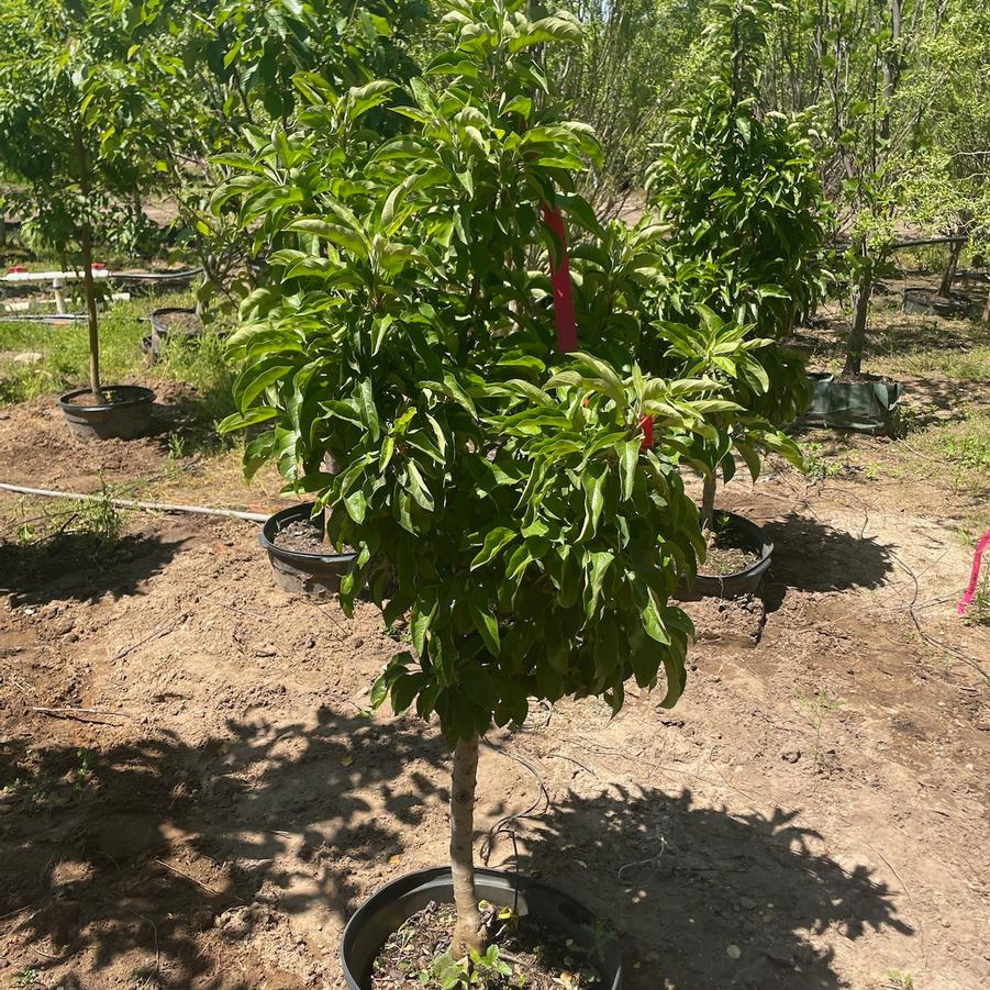 Malus domestica 'Golden Treat'
