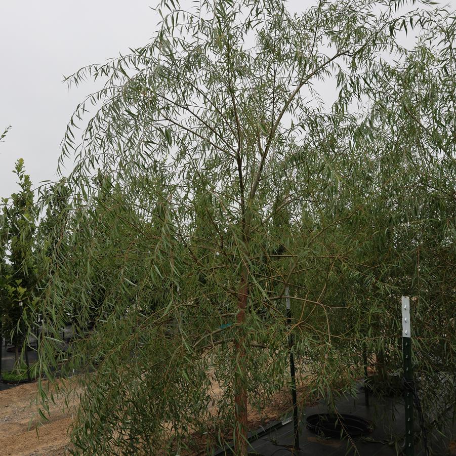 Salix Babylonica Pendula