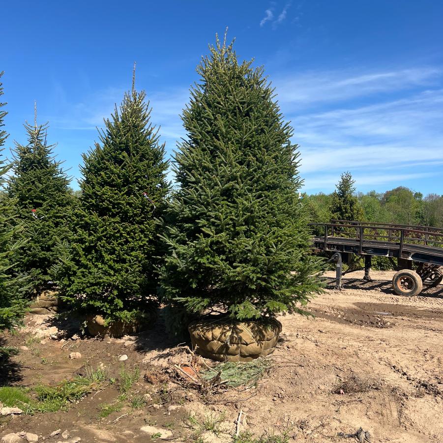 Abies balsamea 