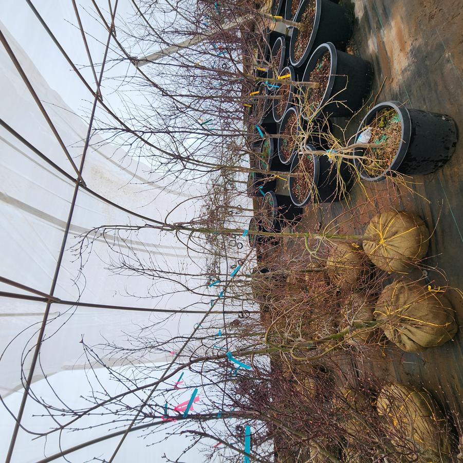 Acer palmatum Ryusen