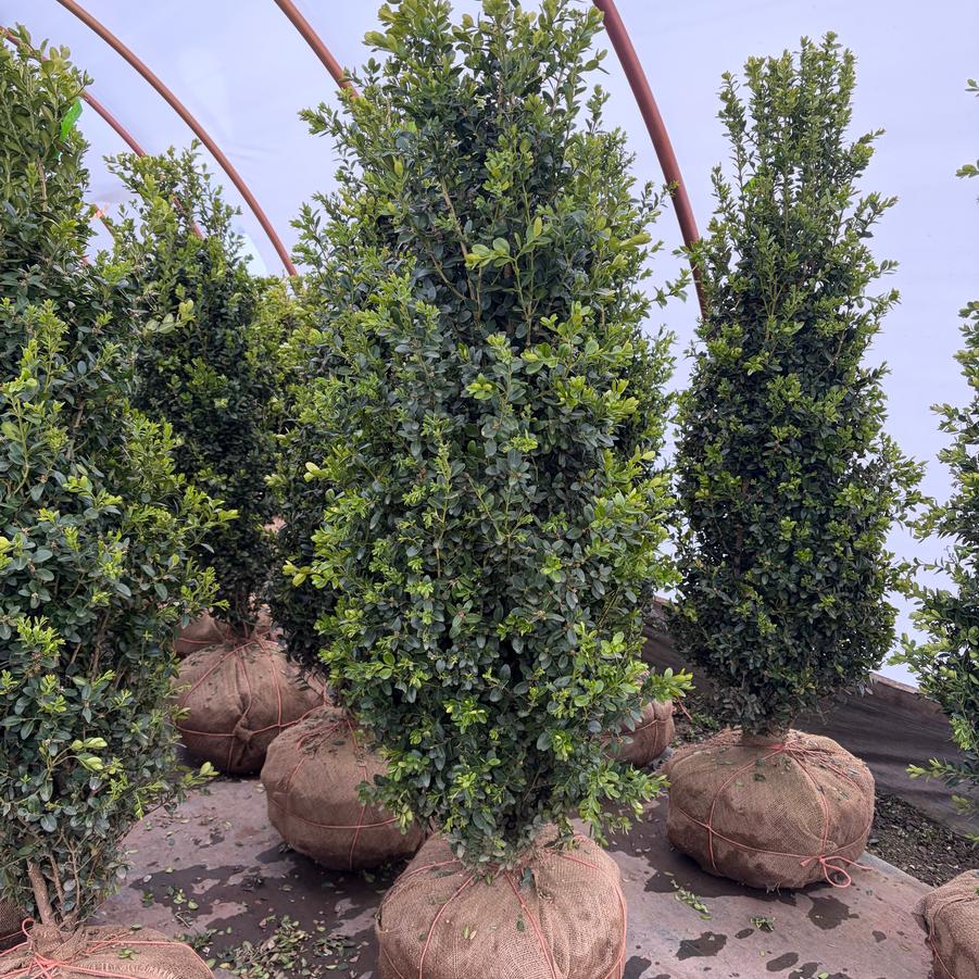 Buxus sempervirens Green Pillar