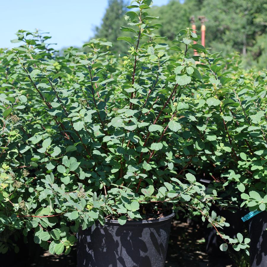 Spiraea betulifolia Tor