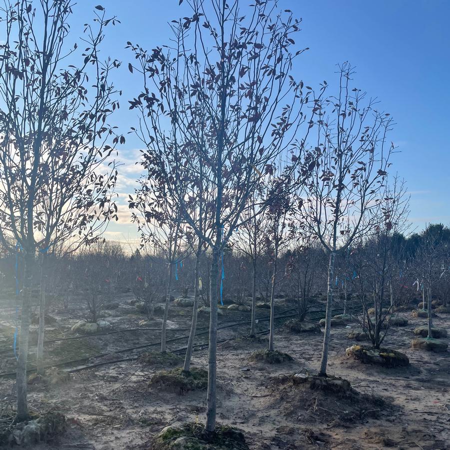 Magnolia virginiana Moonglow&reg;