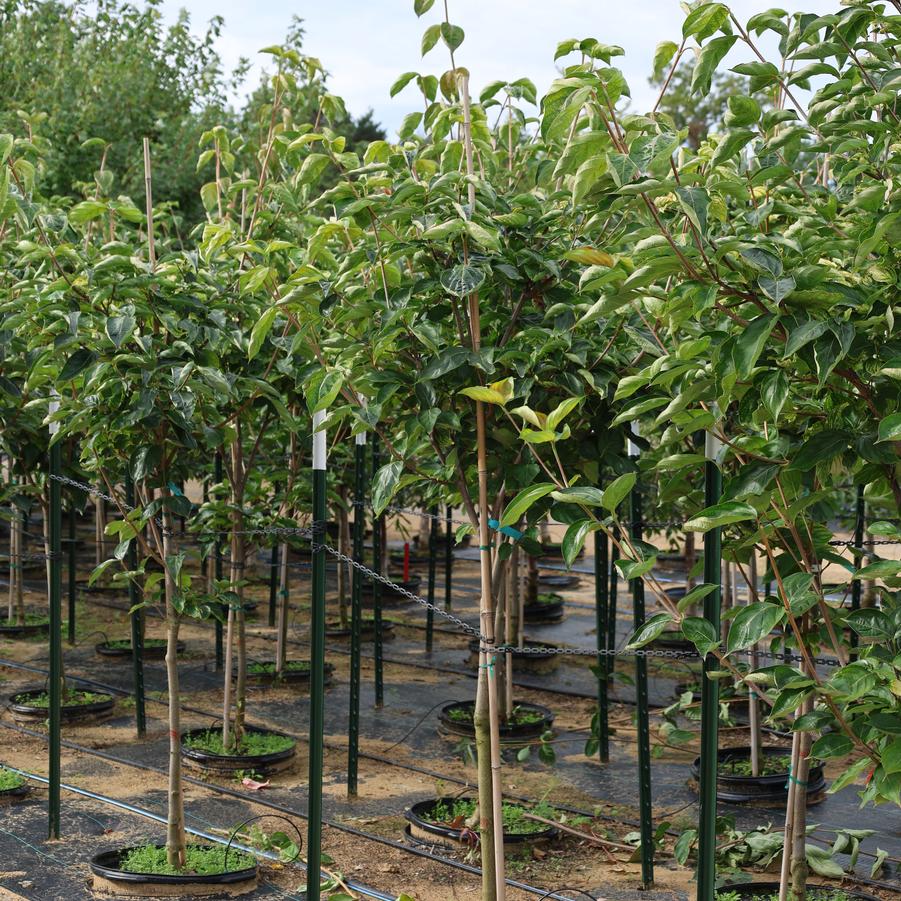 Cornus kousa 