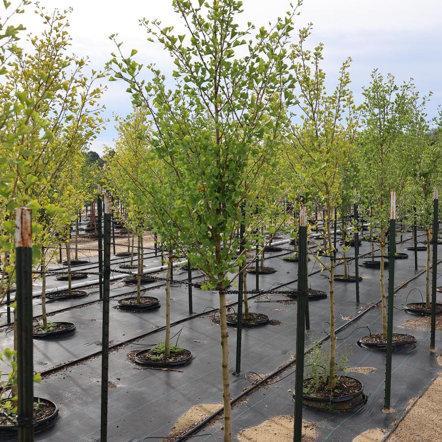 Ginkgo biloba Goldspire&trade;