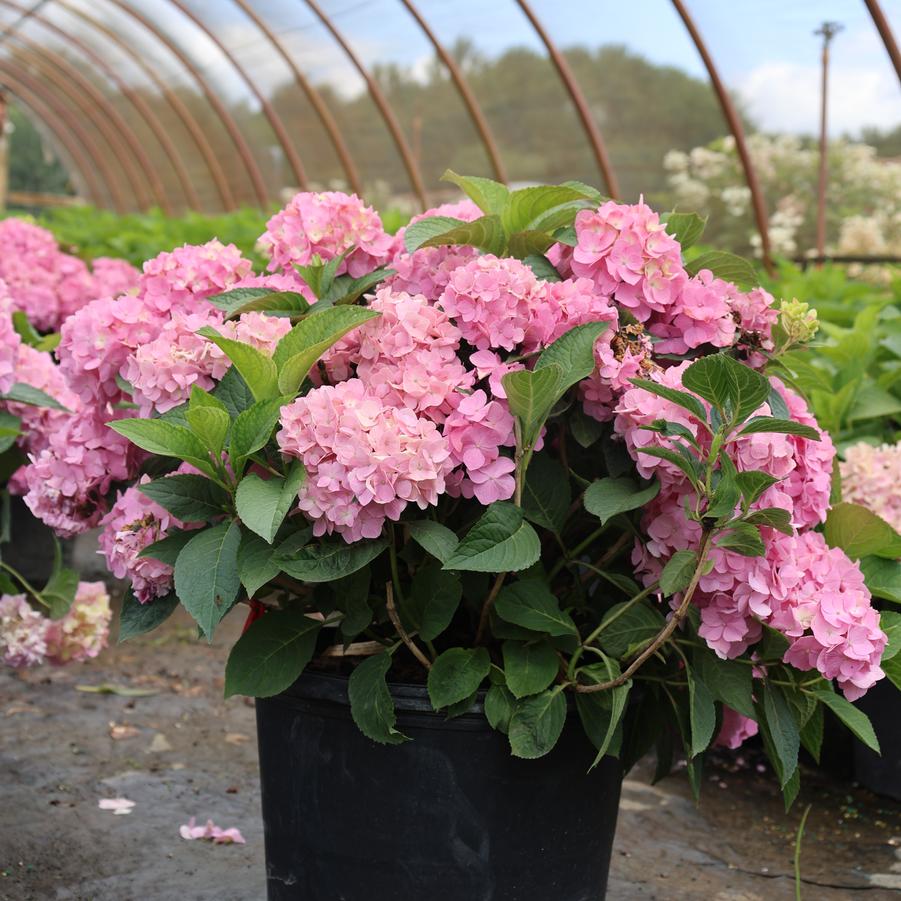 Hydrangea macrophylla Let's Dance&reg; Sky View&reg;