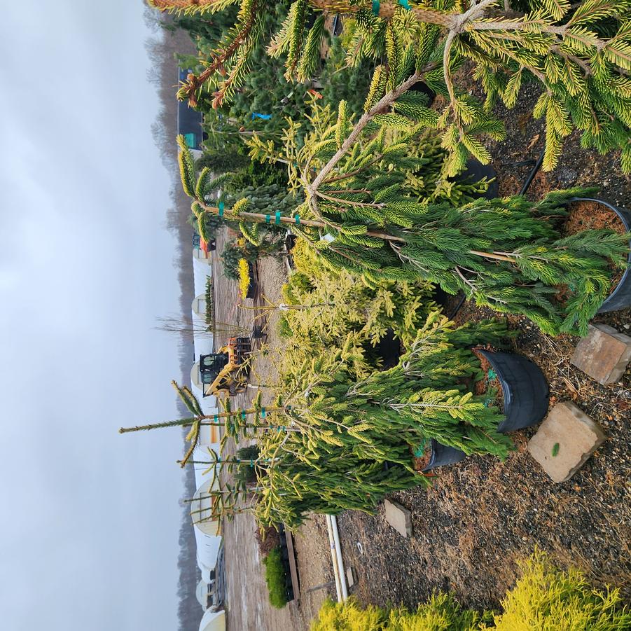 Picea abies Gold Drift