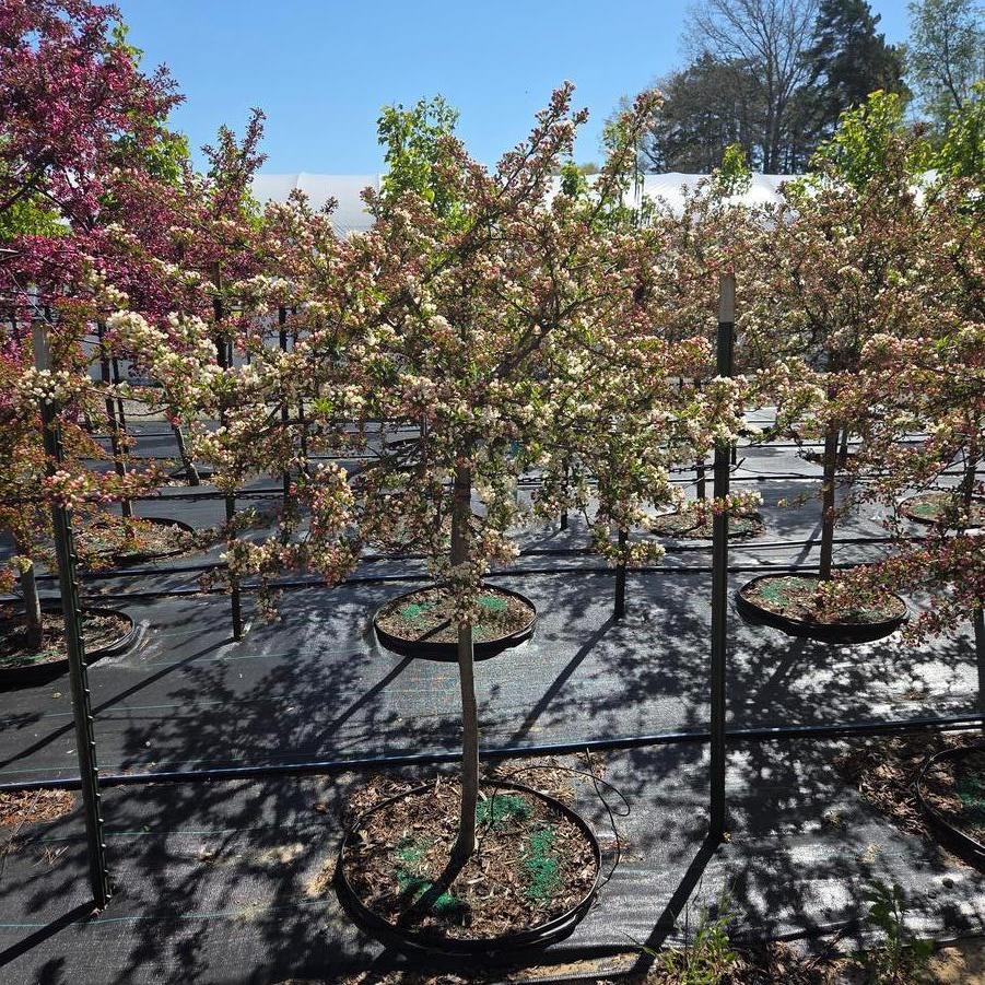 Malus sargentii Tina