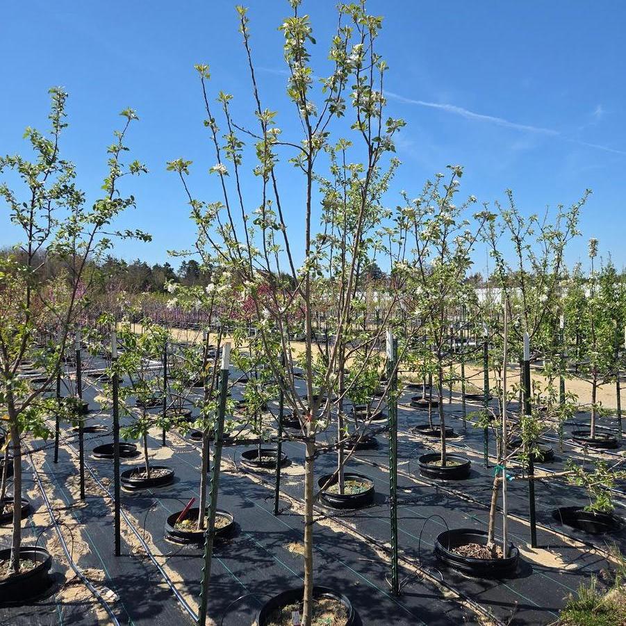 Malus Northern Spy