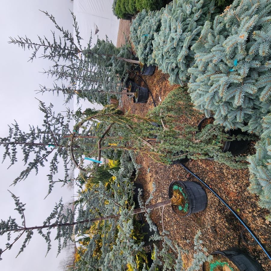 Picea pungens Glauca Pendula