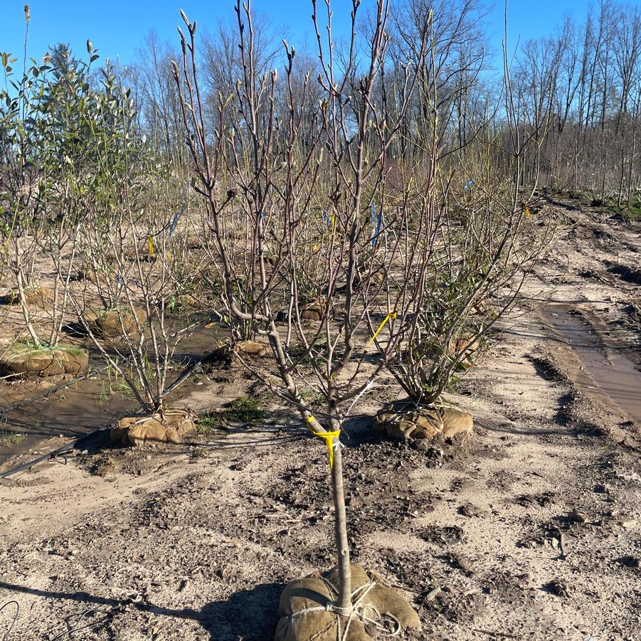 Magnolia Soulangiana 