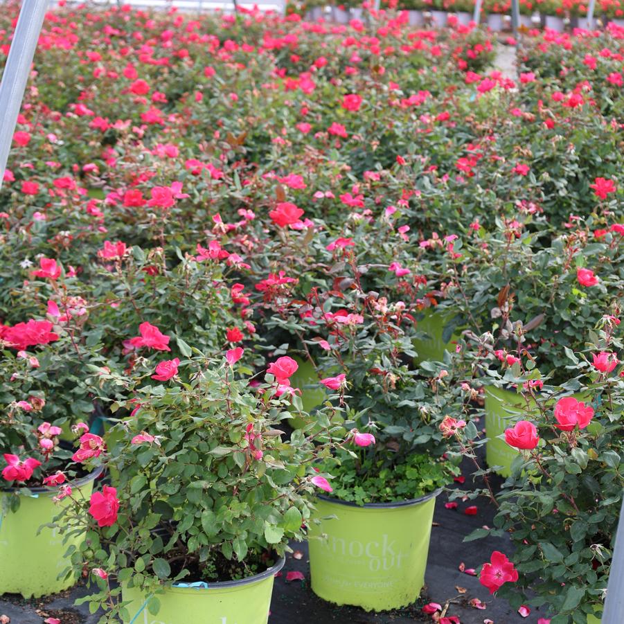 Rosa Radrazz' 