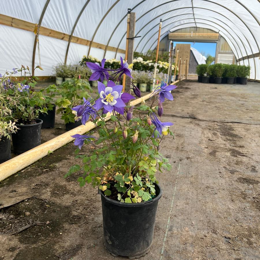 Aquilegia caerulea Kirigami&trade; Deep Blue and White