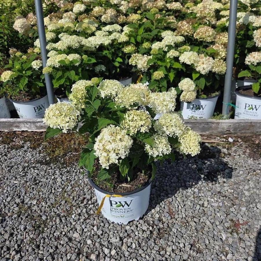 Hydrangea arborescens Incredball Storm Proof™ 