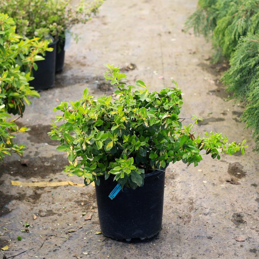 Euonymus fortunei Moonshadow